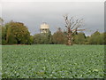 Dead Tree and Water Tower