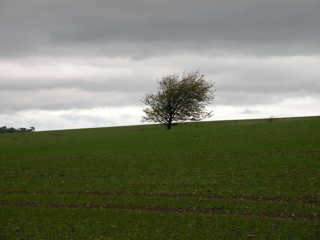 Skyline tree © Keith Edkins cc-by-sa/2.0 :: Geograph Britain and Ireland