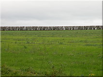 TL5945 : Field boundary hedge by Keith Edkins
