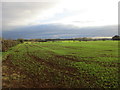 Autumn sown cereal crop near Boiling Wells Farm