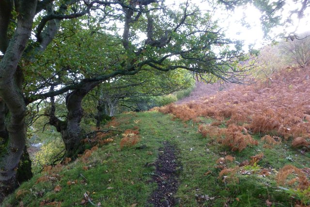A path under oak trees