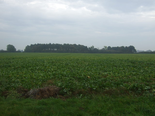 Crop field towards woodland