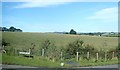 A field of maize at the junction of the A25 and Moneygore Road