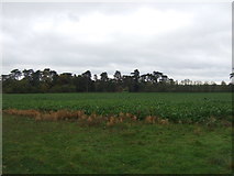 TF7126 : Crop field near Flicham Hall by JThomas