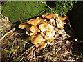NX4337 : Fungi in Bog Plantation by Jon Alexander