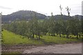 Orchards, Westhope