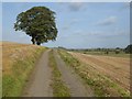 SO8735 : Road passing oak trees by Philip Halling