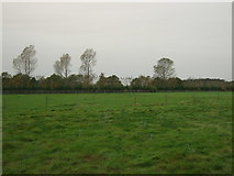 TF6732 : Grazing west of the A149 by JThomas