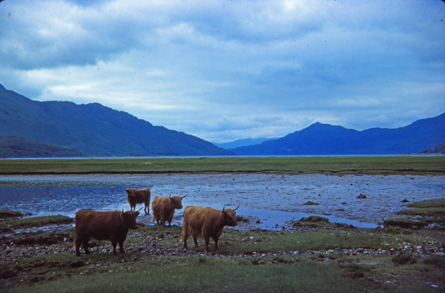 Highland cattle at Barrisdale Bay