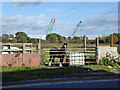 Horse, field by Short Lane