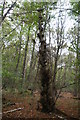 Chambers Wood and a bristly birch tree