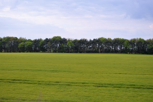 Fenland field