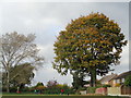 Large tree at the corner of Northwick playing fields