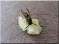 SO8634 : A wasp on a small piece of apple by Philip Halling