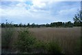 Reed beds