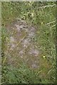 Headstone in the Grass