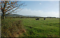 Cattle Field Near Gotherington