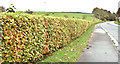 Beech hedge, Killarn, Dundonald (October 2017)