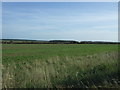 TF8544 : Crop field off the A149, Burnham Overy Staithe by JThomas