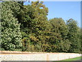 Woodland and perimeter wall, Holkham Park