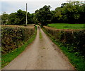 Hedge-lined road to Winston Court Farm, Llanvetherine