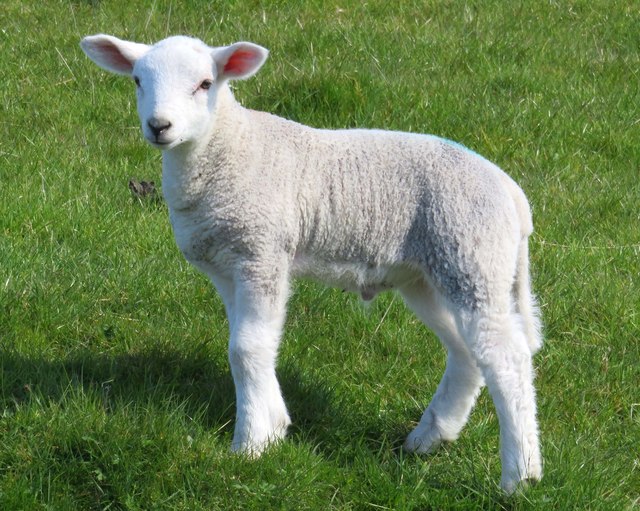 A lamb in a field near Barley © Steve Daniels :: Geograph Britain and ...