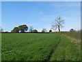 Footpath towards Field Farm, west of Marchington