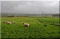 Fields at North Dowald