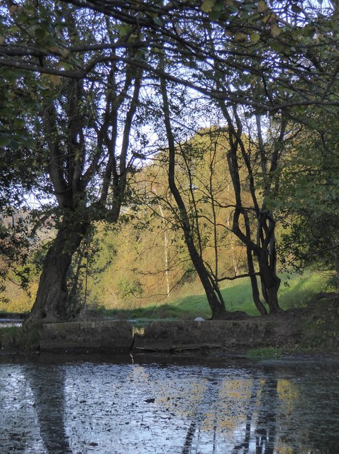 Trees by a pond near Wotton church