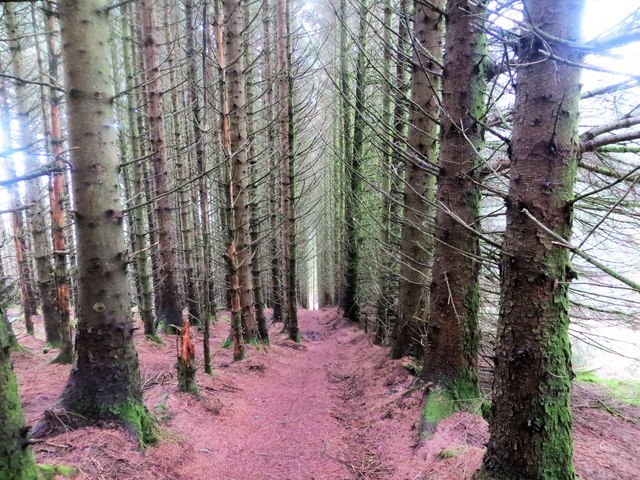 Track through the forest from Cruach Tairbeirt to Arrochar station