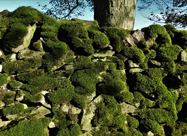 Moss on a limestone wall near Tissington