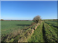 TL2338 : Path from Caldecote and a long view by John Sutton