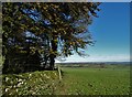 Looking to the north east from Aleck Low