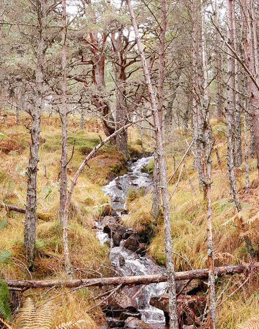 Woodland stream, by Loch an Eang