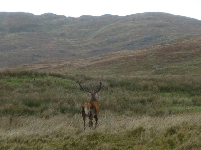 Stag heading for the hills