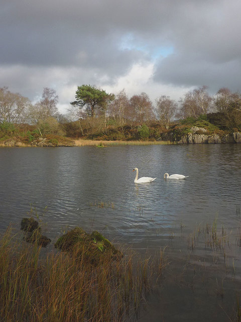 Pair of swans on Boretree Tarn