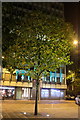 Floodlit tree in Mount Street