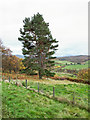 Pine tree on hill slope