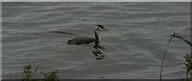 TQ3589 : View of a grebe in the Low Maynard Reservoir by Robert Lamb