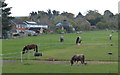 Horses and paddocks at Harlaxton