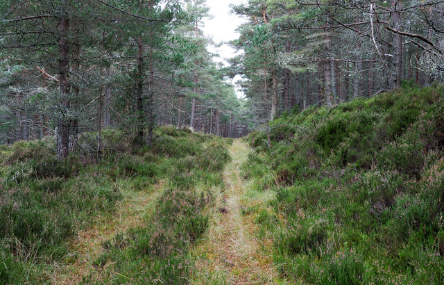 Forest road on south side of Carn na Loinne