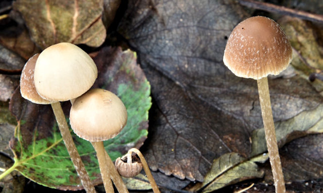 Fungi, Redburn Country Park, Holywood (October 2017)