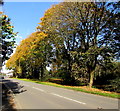 Autumn colours, Avondale Road, Cwmbran