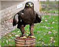 SE6083 : Eagle  on a Block Perch at the National Centre for Birds of Prey by David Dixon