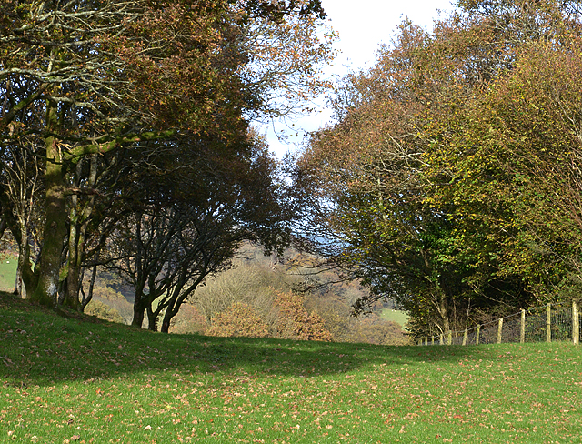 Field and trees near Penmaen Bach