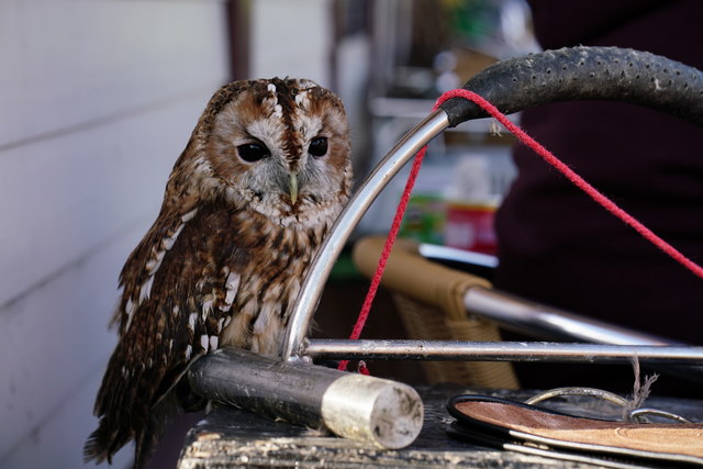 Tawny Owl at Dalegarth