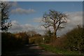 Tree skeleton on the corner by Kirkstead Abbey