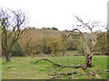 Dead tree above Cow House Beck