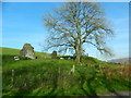 Sheep, a tree, and a ruined stone building, Gelli-wion