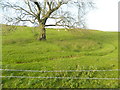 Old wheel-tracks circling a tree, on pasture